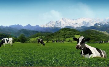 El Principado solicita la declaración de Asturias como zona libre de tuberculosis bovina