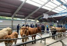 Cangas del Narcea celebra La Feriona solo para profesionales este sábado