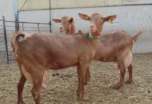 De Heus lanza Melkum®, nutrición de vanguardia para pequeños rumiantes