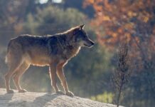 COAG Asturias y ASAJA Asturias presentan alegaciones conjuntas a la inclusión del lobo en el LESPRE