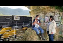 Entrevista a Dani Cueto de la Ganadería Guadamía Suffolk de Llanes