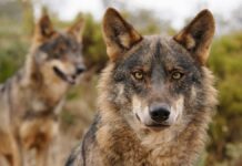 COAG pide la dimisión de Teresa Ribera