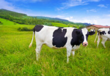 COAG considera que esta reforma de la PAC no es justa