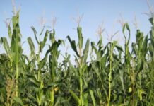 COAG Asturias solicita batidas ante los daños del jabalí al maíz en Soto del Barco