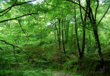 Medio Rural convoca ayudas por 7,3 millones para fortalecer el sector forestal