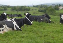 ASAJA exige un acuerdo producción-industria-distribución ante la crisis del sector lechero español