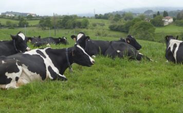 ASAJA exige un acuerdo producción-industria-distribución ante la crisis del sector lechero español