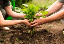 Programa CULTIVA para las estancias formativas de jóvenes agricultores