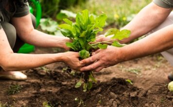 Programa CULTIVA para las estancias formativas de jóvenes agricultores