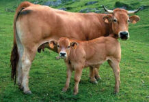 UPA pide al Gobierno la retirada de la campaña anti-ganadería del ministro Garzón