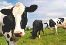 COAG ASTURIAS sigue adelante con las reclamaciones a las industrias lácteas sancionadas por pactar precios