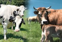 Ganaderos por un día en Tineo