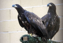 Asturias participa en un proyecto de reintroducción de pigargos europeos en el oriente