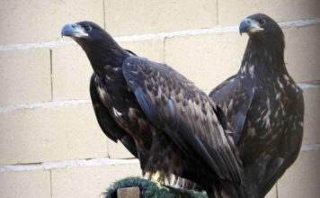 Asturias participa en un proyecto de reintroducción de pigargos europeos en el oriente