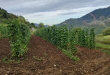 Las fabas de Belmonte de Miranda