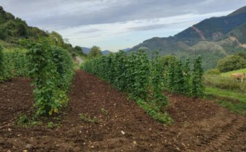 Las fabas de Belmonte de Miranda