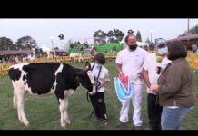 Entrevista a la Ganadería Iglesias de Llanera