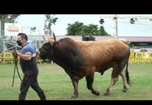 Gran ambiente ganadero en el recinto ferial de Llanera