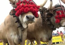 Concurso de arrastre de Llanera 2021