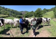 Entrevista a Iván Cornás de Ganadería San Luis de Berzana (Tineo)