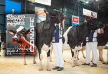 El Concurso Nacional de la Raza Frisona CONAFE 2021 vuelve a Gijón