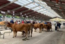 El Certamen Local de Asturiana de los Valles de Cangas del Narcea contará con 51 ganaderías participantes