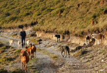 ASAJA, COAG y UPA acusan al Gobierno de condenar a la ganadería a su extinción al blindar al lobo