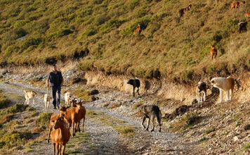 ASAJA, COAG y UPA acusan al Gobierno de condenar a la ganadería a su extinción al blindar al lobo