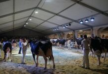 Tineo abre septiembre con su concurso ganadero