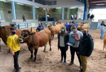 Concurso Local de Asturiana de los Valles este fin de semana en Cangas del Narcea