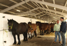 Cita en Tineo en la feria de San Francisco además de concursos equino y avícola