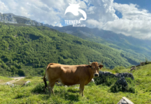 Ternera Asturiana: sostenibilidad y bienestar animal