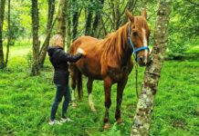 ‘Ser Caballo’, una experiencia única con caballos jubilados