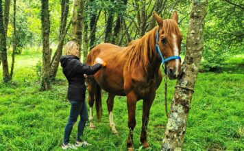 ‘Ser Caballo’, una experiencia única con caballos jubilados
