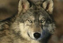 Asturias interpondrá un recurso contra la inclusión del lobo en el LESPRE