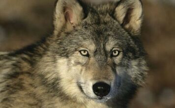 Asturias interpondrá un recurso contra la inclusión del lobo en el LESPRE