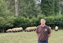 Lavandera Suffolks apuesta por los embriones para su mejora genética