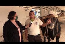 Entrevista a Kike Pereda, ganadero de Tineo / El Campo de Asturias