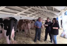 Ganaderías Lorenzo y Nogal, en el Concurso de Tineo