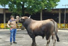 Grado celebra este fin de semana su certamen ganadero local