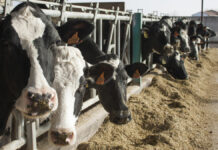 ASAJA Asturias pide la retirada del proyecto de Real Decreto de ordenación de las granjas Bovinas