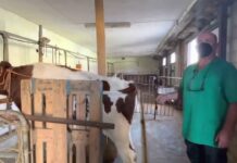 Flushing a una novilla de Alberto Medina por veterinarios de La Cooperativa de Gijón