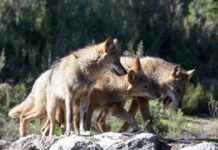 Asturias, Cantabria, Galicia y Castilla y León consiguen paralizar la aprobación de la Estrategia del lobo del Ministerio