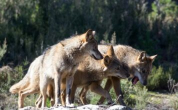 Asturias, Cantabria, Galicia y Castilla y León consiguen paralizar la aprobación de la Estrategia del lobo del Ministerio