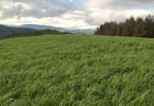 Praderas: una oportunidad para disminuir los costes de producción