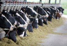 Asturias, declarada zona libre de tuberculosis bovina por la Unión Europea