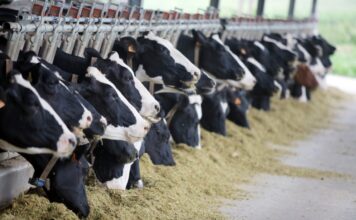 Asturias, declarada zona libre de tuberculosis bovina por la Unión Europea