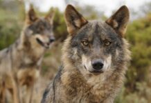 Asturias, Galicia, Castilla y León y Cantabria solicitan al Ministerio la retirada del borrador de la Estrategia del lobo