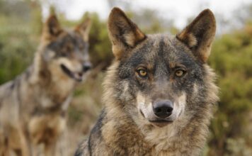 Asturias, Galicia, Castilla y León y Cantabria solicitan al Ministerio la retirada del borrador de la Estrategia del lobo