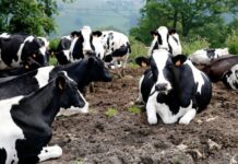 550.000 euros para las indemnizaciones por sacrificio de animales